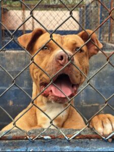 FEIRA DE ADOÇÃO PROPORCIONA NOVOS LARES PARA 13 ANIMAIS